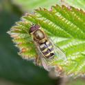 Syrphus vitripennis.jpg